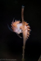   Done feeding1250 sek f8 Canon 40DGulen Dive Resort. 1/250 1250 250 Resort  